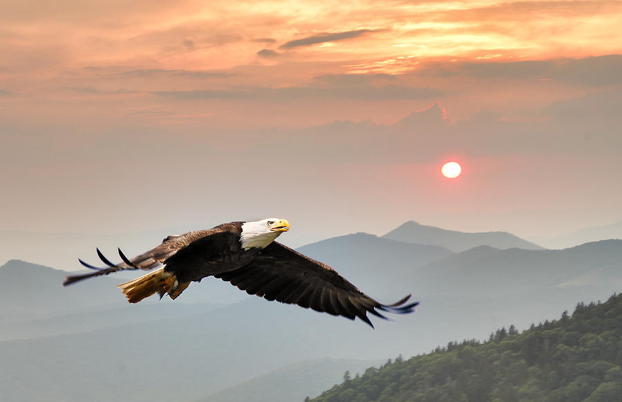 Inspiration Photograph - Eagle Morning by Randall Branham