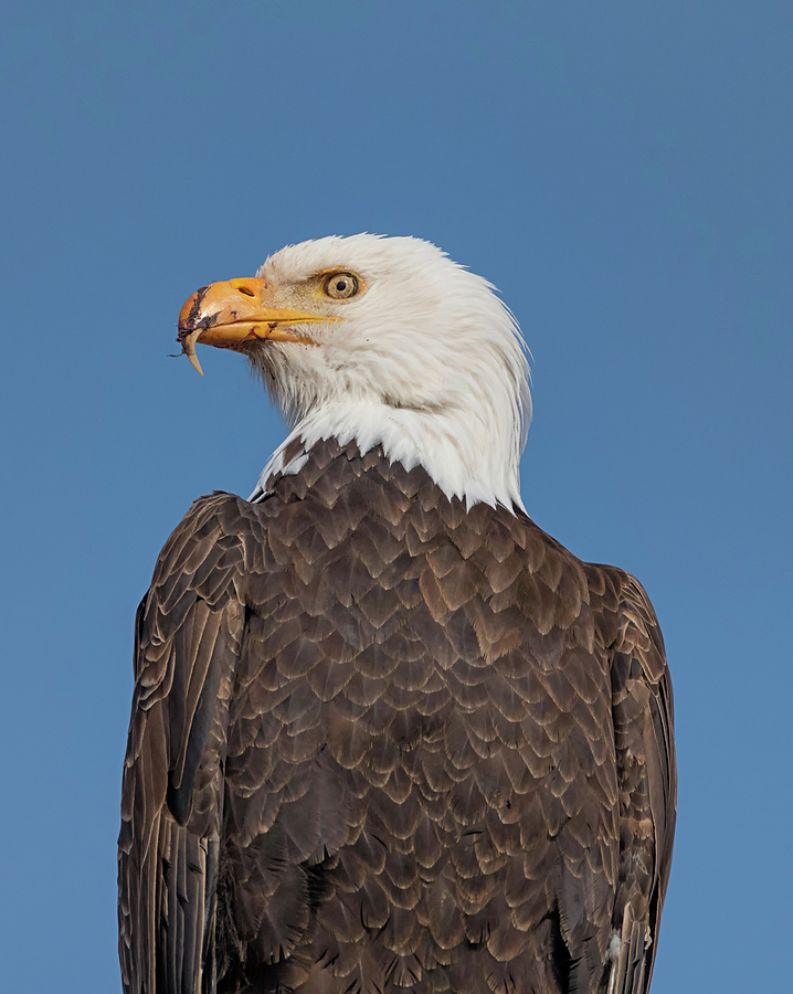 Eagle Needs a Napkin Photograph by Loree Johnson