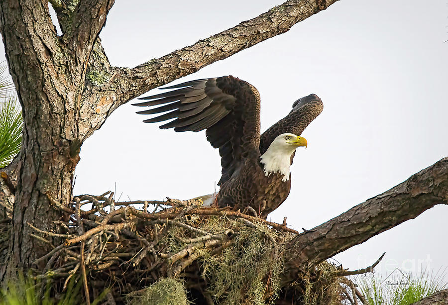 Eagle Nest 2022 Photograph by Deborah Benoit