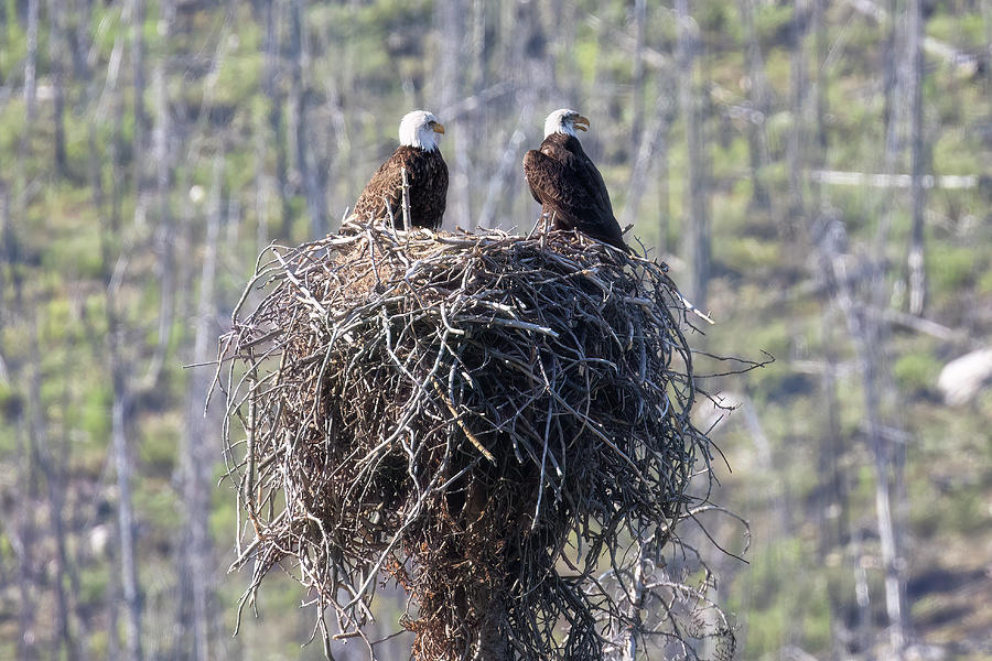 Eagle Nest at Medicine Lake Photograph by Belinda Greb