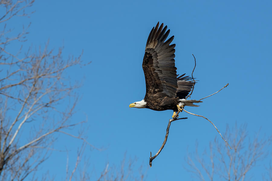 Eagle Nest Building Photograph By Carol Schultz - Fine Art America