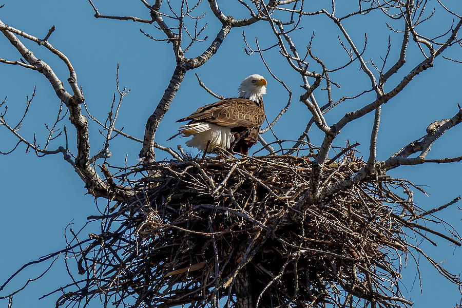 Eagle Nest Photograph