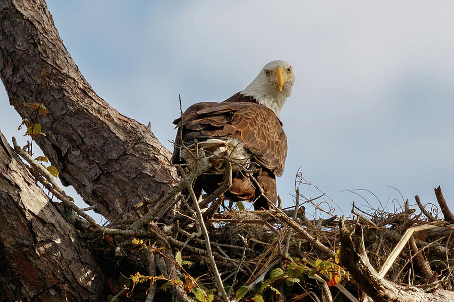 Eagle nesting  Photograph by Les Greenwood