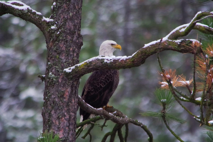 Eagle Next To A Snowy Branch Photograph