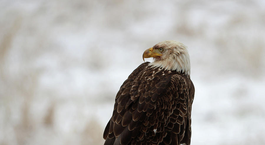 Eagle Of Winter Photograph