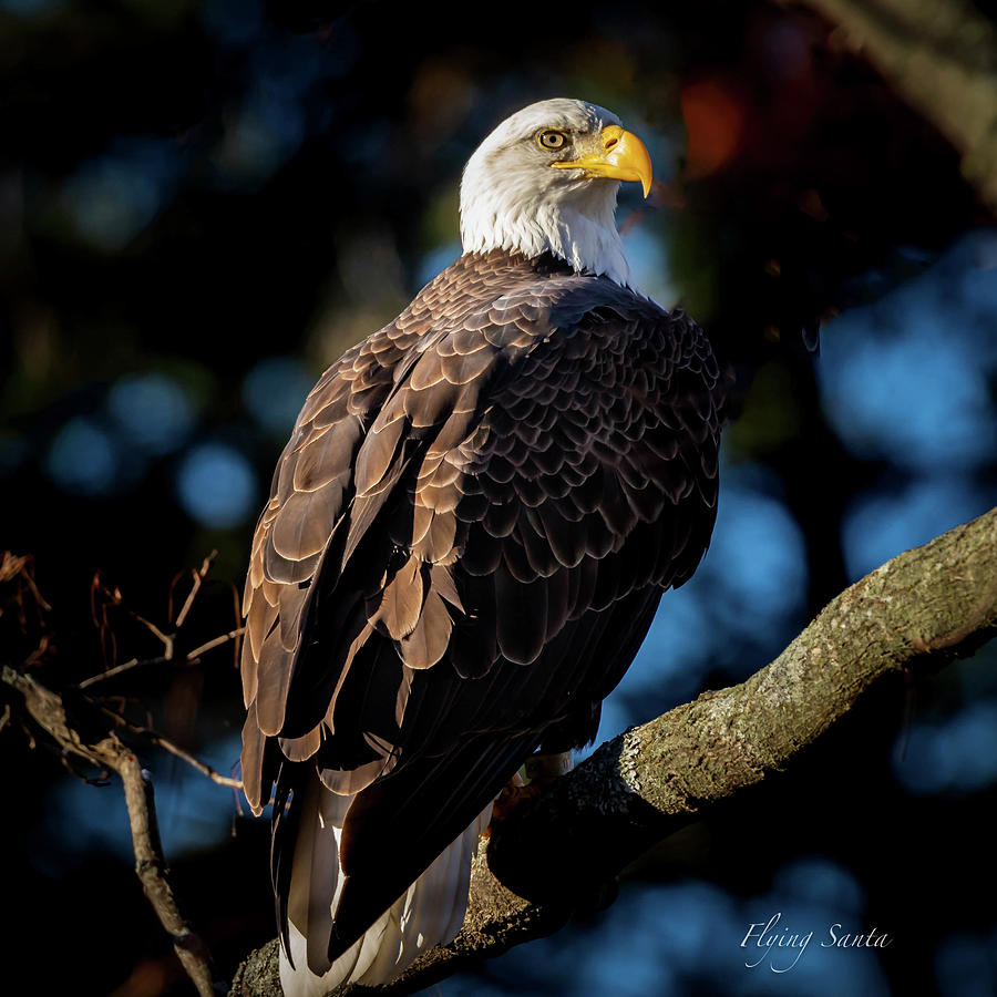 Eagle on a Branch Photograph by William Bretton