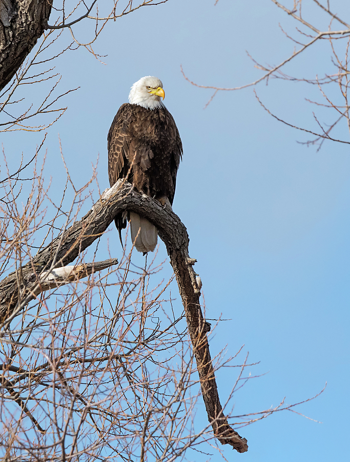 Eagle on a Curved Perch Photograph by Loree Johnson