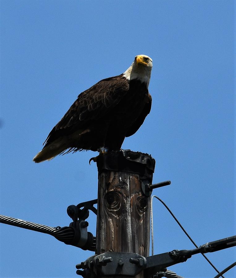 Eagle on a pole Photograph by Andrea Martin - Fine Art America