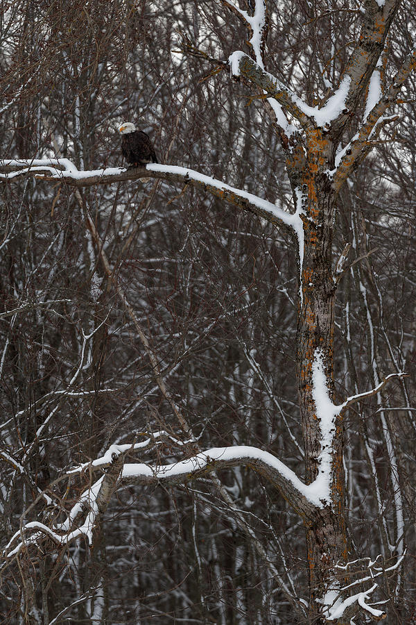 Eagle on a snowy limb Photograph by Murray Rudd