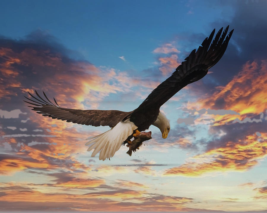 Eagle on Dramatic Sky Photograph by Darryl Brooks