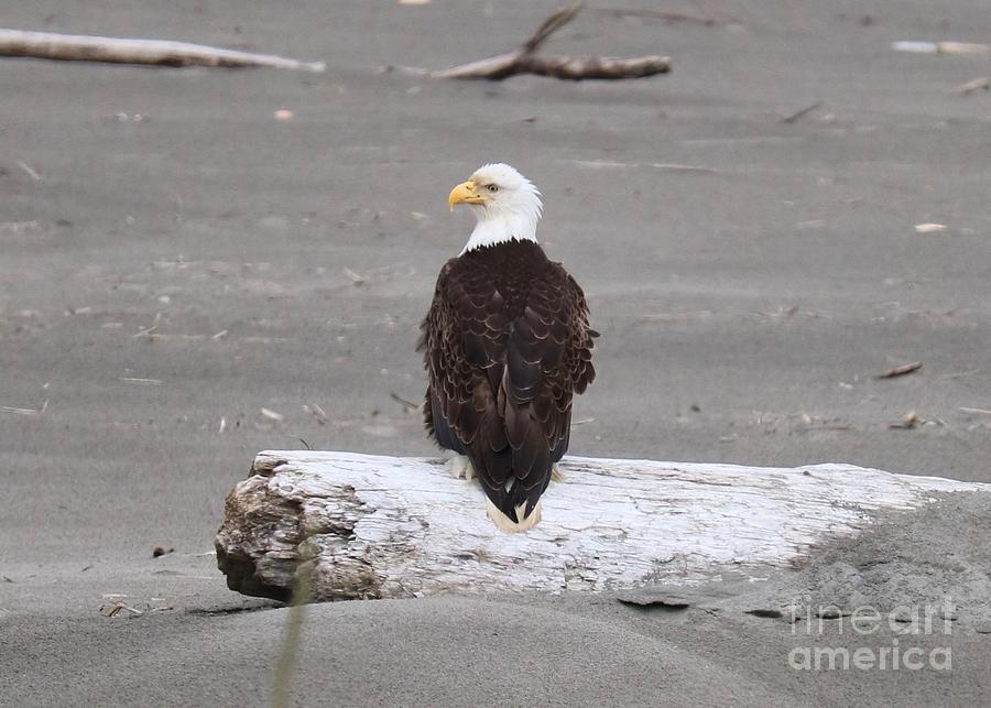 Eagle on Driftwood Photograph by Carol Groenen