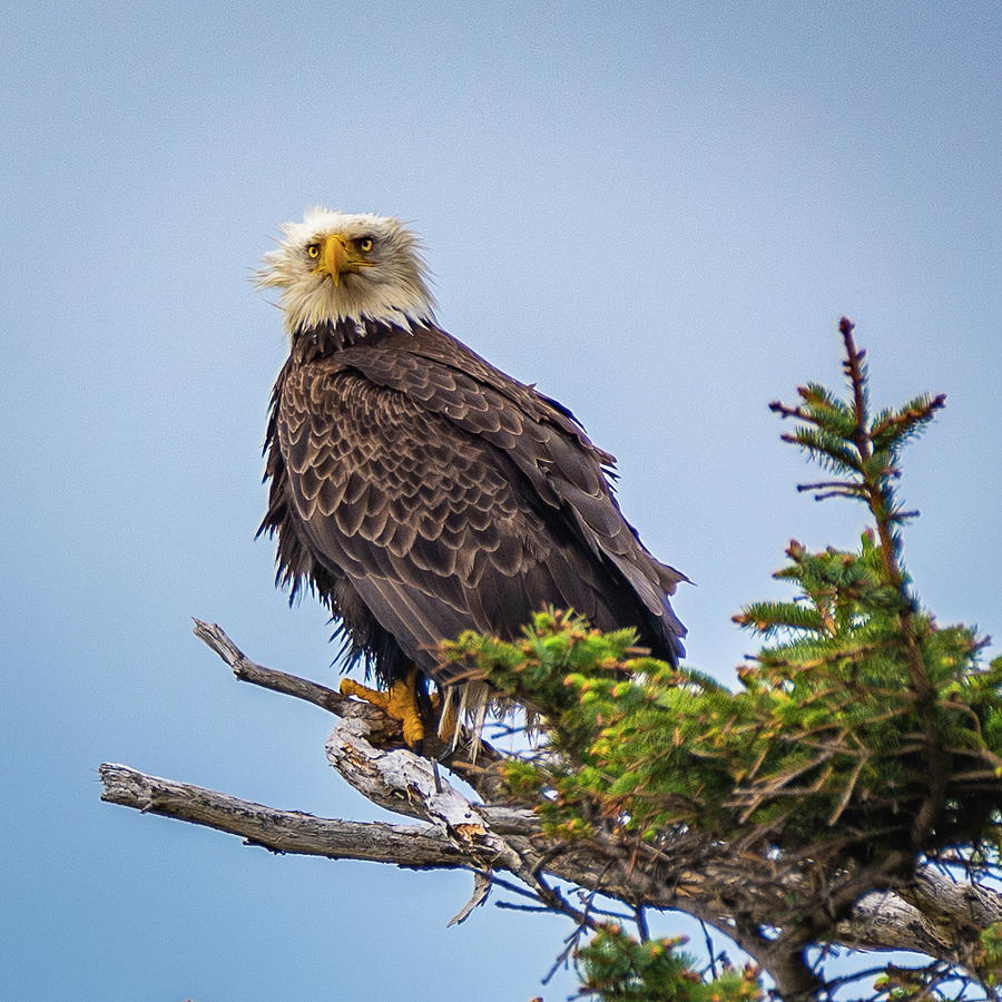 Eagle on Guard Photograph by Erin K Images