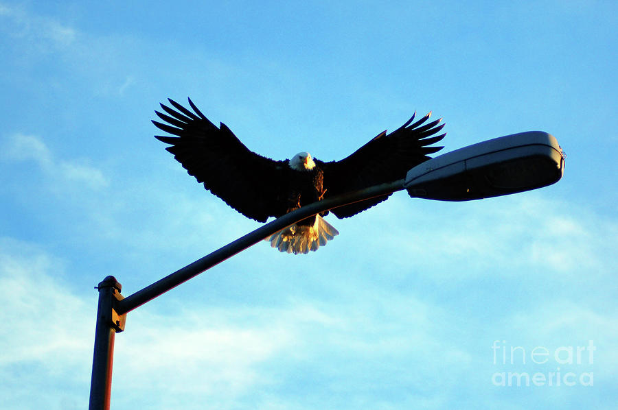Eagle on lamp post Photograph by Steve Speights
