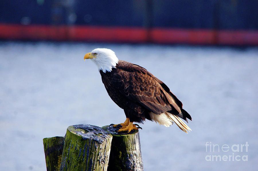 Eagle on post Photograph by Steve Speights