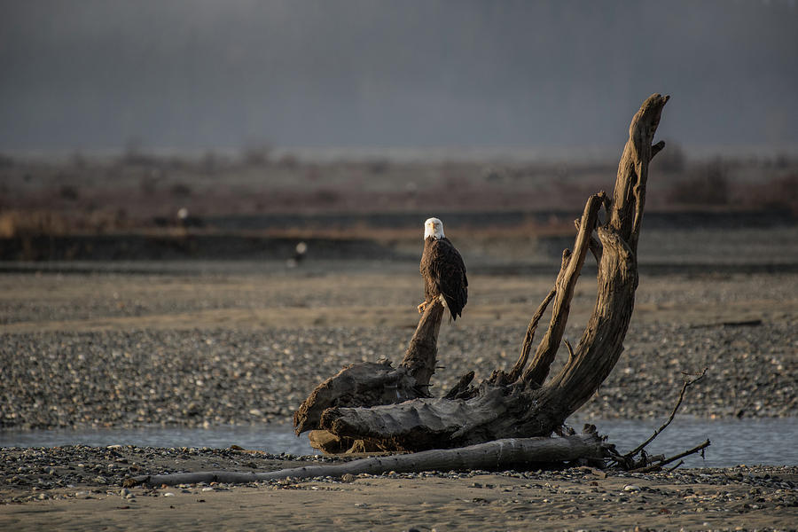 Eagle on Tree Photograph by David Kirby
