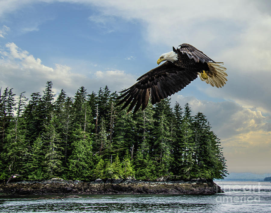 Eagle on Wing Photograph by John Kain