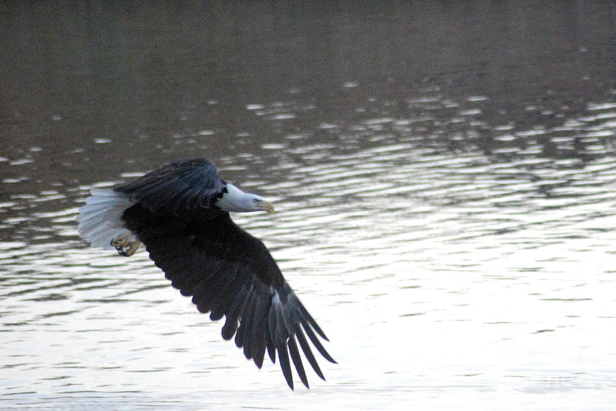 Eagle over Lake Nacimiento Photograph by Gary Russell
