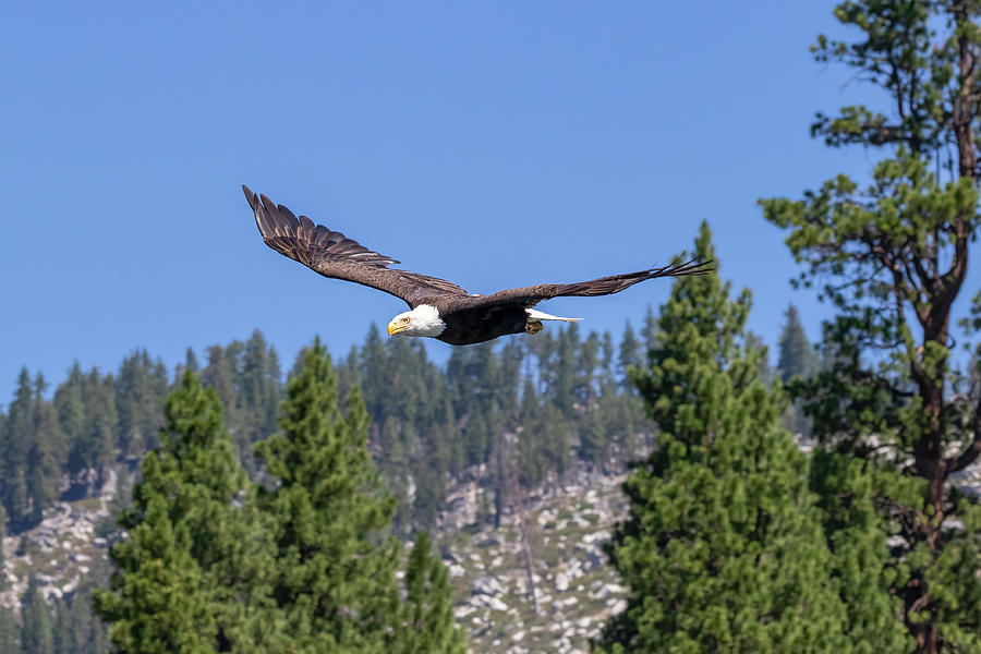 Eagle over Mountain Photograph by Randy Robbins