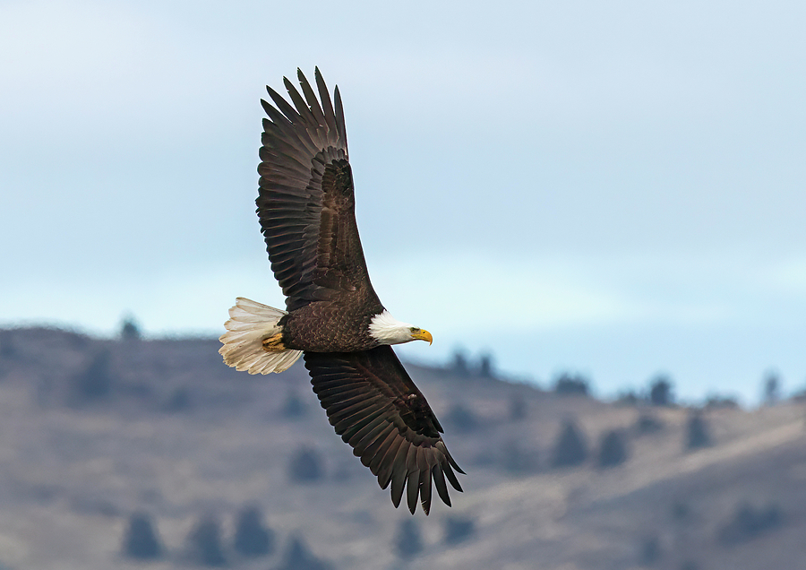 Eagle Over the Hills Photograph by Loree Johnson
