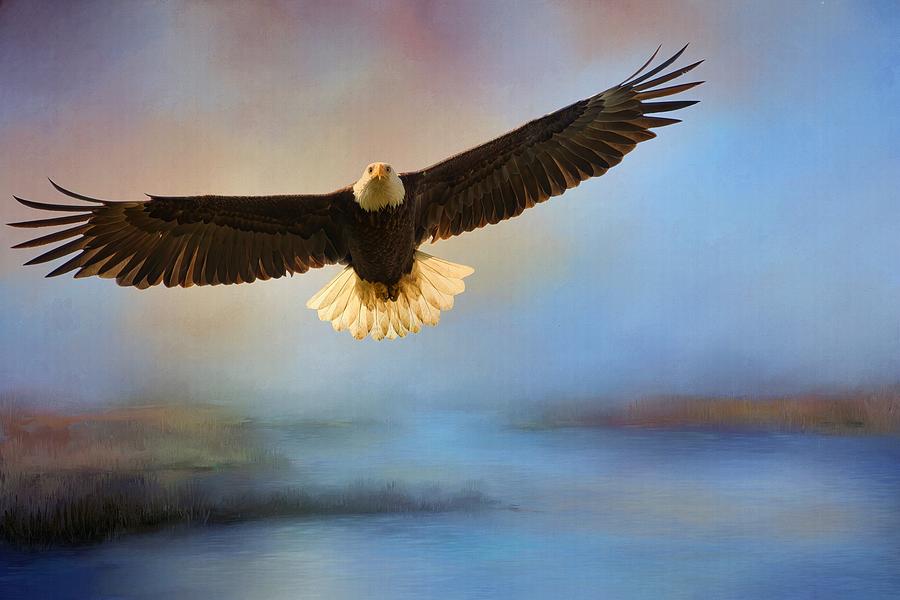 Eagle over the Marsh Photograph by Lynn Hopwood