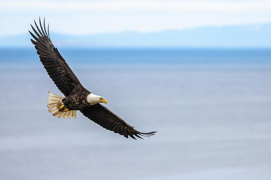 Bird Photograph - Eagle Over the San Juans by Max Waugh