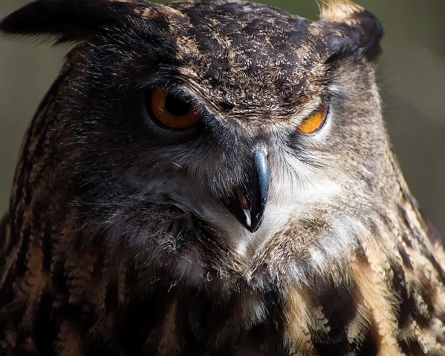 Owl Photograph - Eagle owl 2 by Flees Photos