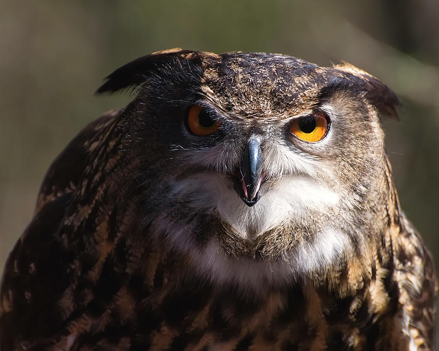 Owl Photograph - Eagle Owl 3 by Flees Photos