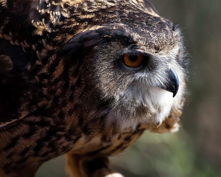 Owl Photograph - Eagle Owl 5 by Flees Photos