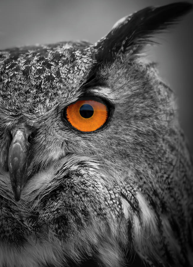  Eagle Owl Black And White Digital Art by Marjolein Van Middelkoop
