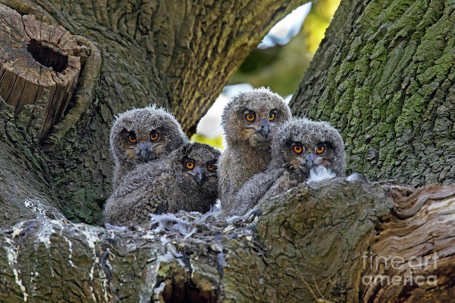 Eagle Owl Chicks Photograph by Arterra Picture Library
