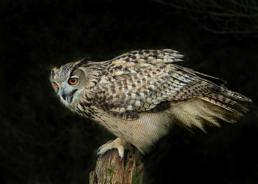 Eagle-owl Photograph by CR Courson