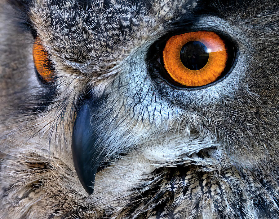 Eagle Owl Eye Photograph by Art Cole