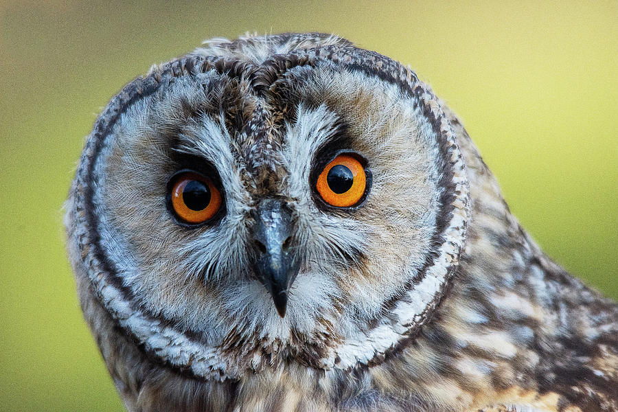 Eagle Owl  Photograph by Gareth Parkes