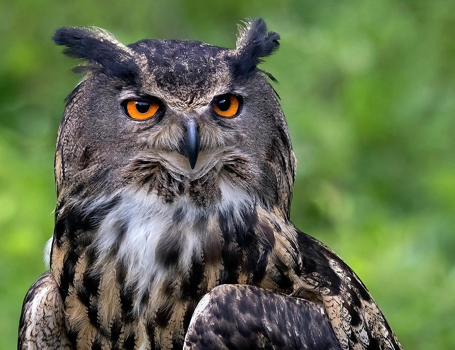 Eagle Owl Headshot Photograph by Art Cole