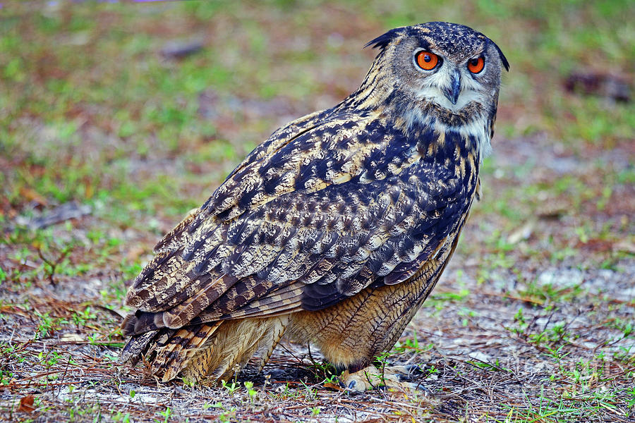 Eagle Owl II Photograph by Larry Nieland