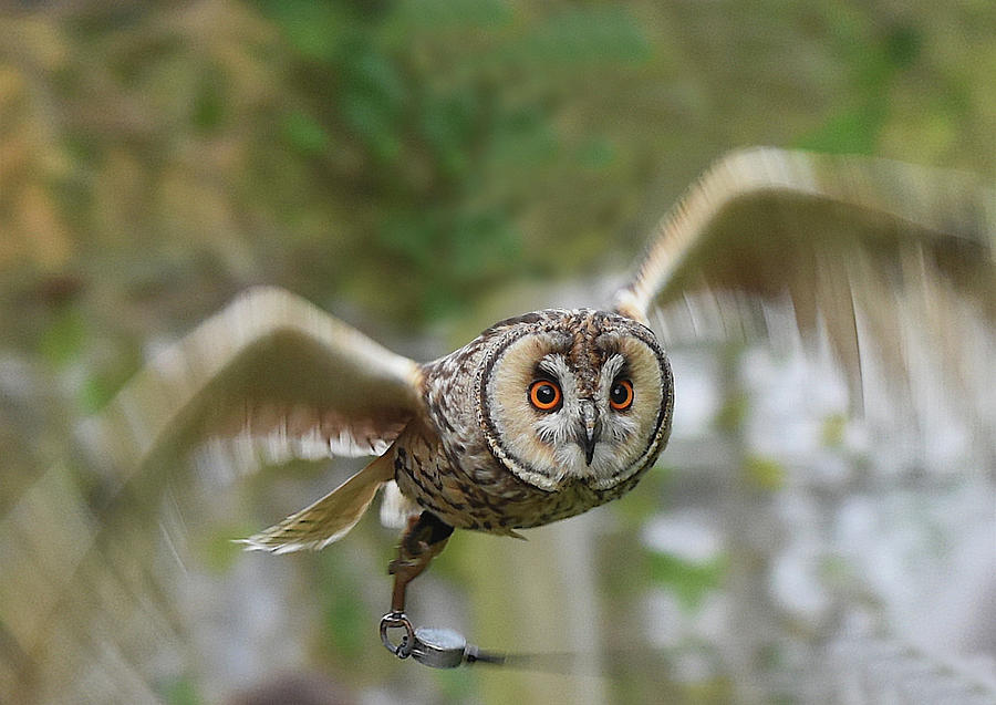 Eagle Owl In Flight Photograph