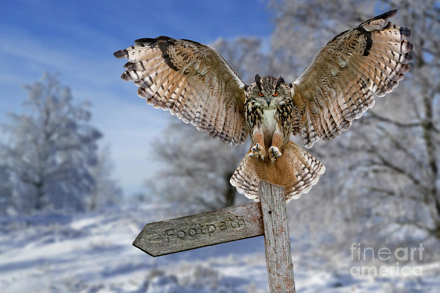 Eagle Owl in the Snow in Winter Photograph by Arterra Picture Library