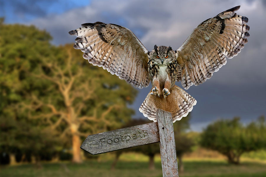 Eagle Owl Landing at Dusk Photograph by Arterra Picture Library