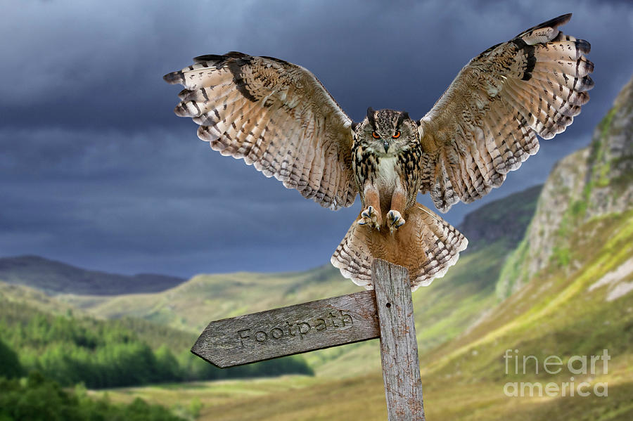 Eagle Owl Landing on Signpost Photograph by Arterra Picture Library