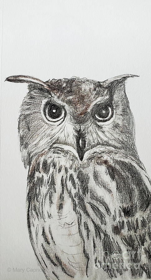 Eagle owl Drawing by Mary Capriole