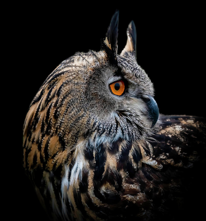  Eagle Owl Portrait Digital Art by Marjolein Van Middelkoop