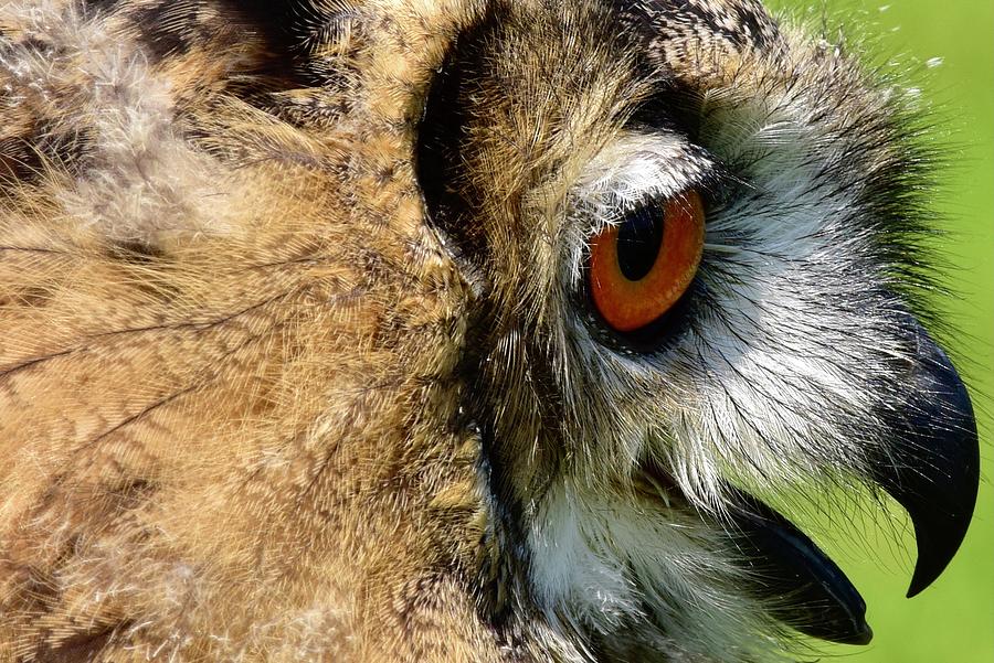 Owl Photograph - Eagle Owl Profile  by Neil R Finlay