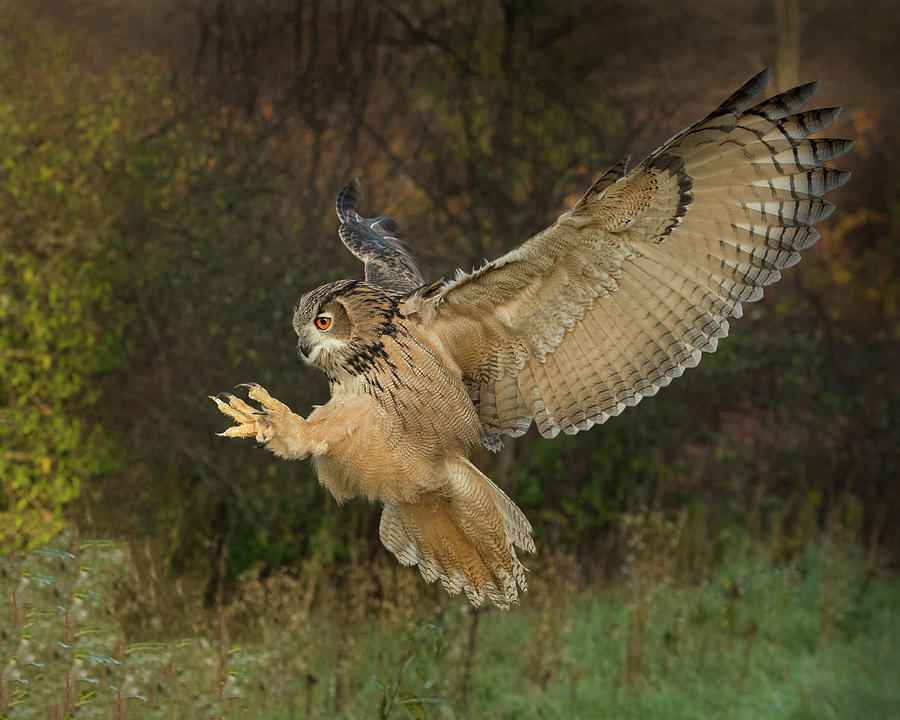 Eagle-Owl Wings Back Photograph by CR Courson