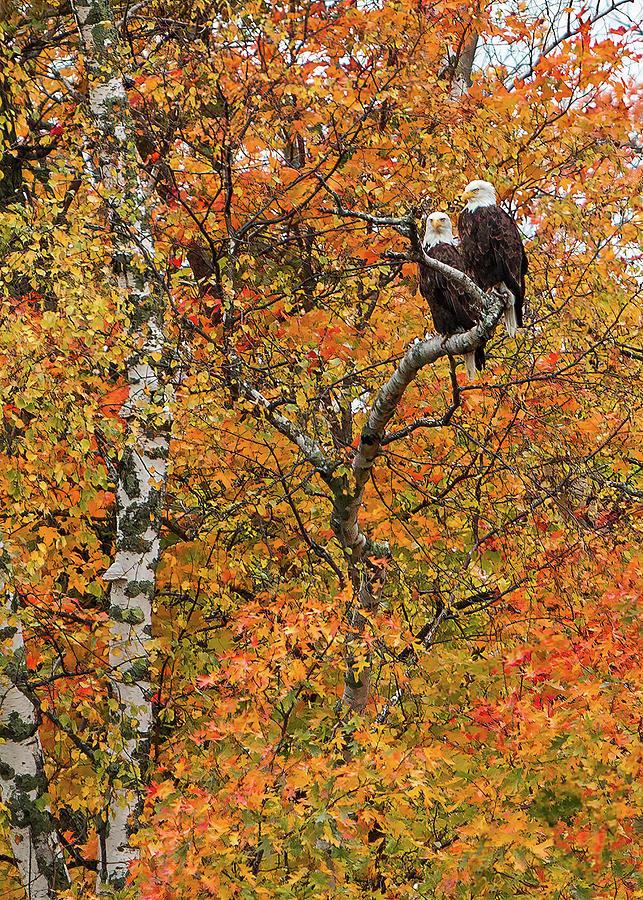 Eagle Pair Autumn Photograph by Patti Deters