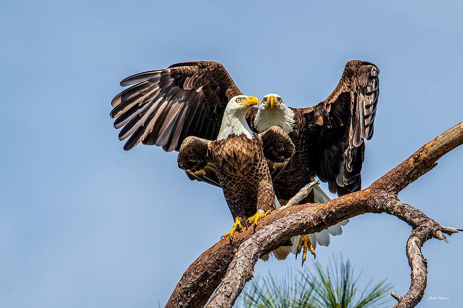 Eagle Pair Photograph by Judy Rogero