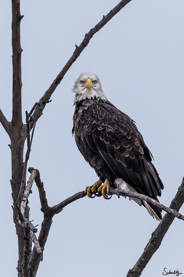 Eagle Photograph by Paul Schultz