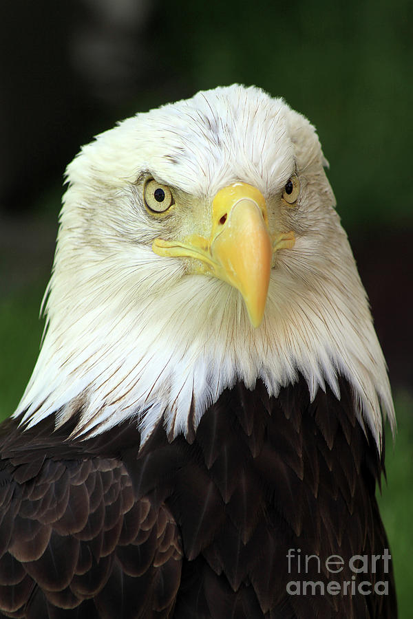 Eagle  Photograph by Paula Guttilla