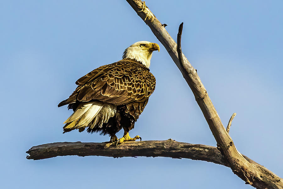 Eagle Perch 2 Photograph by Jim Gillen