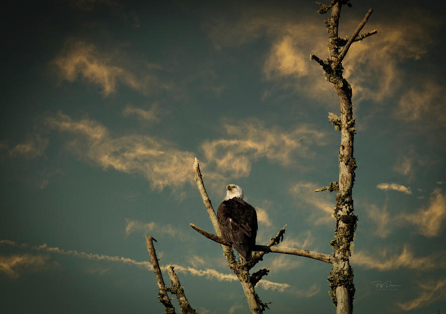 Eagle Perch Photograph by Bill Posner