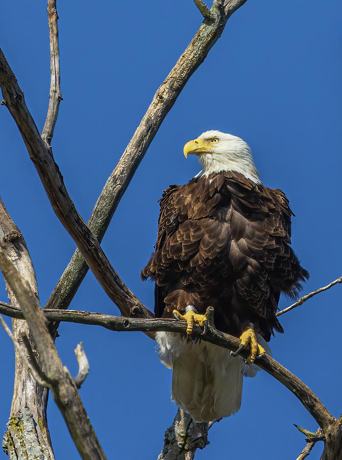 Eagle Perch Photograph by Jim Gillen